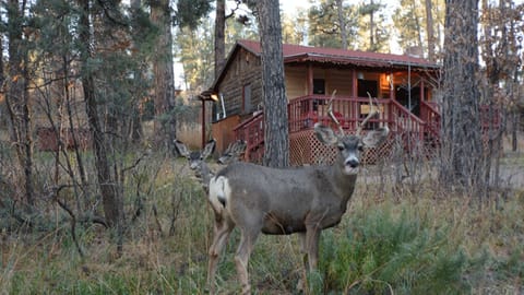 Cabin | Property grounds