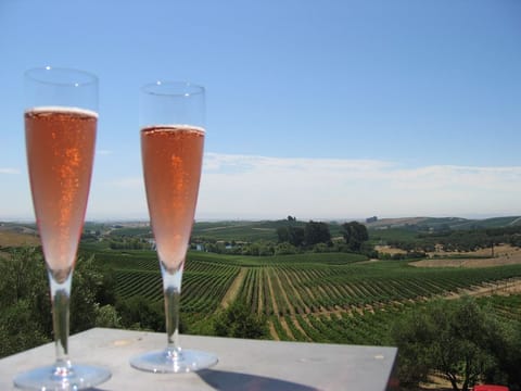 Carneros area scene (Artesa Winery)