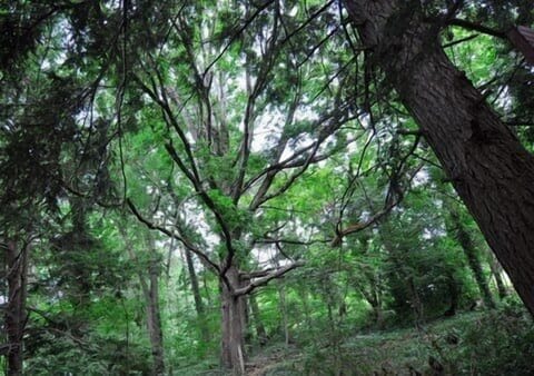 Gorgeous 500 year old Oak tree.....yes you will wish you could stay forever