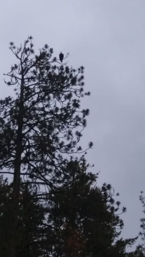 Eagles at CoeurdAlene lake