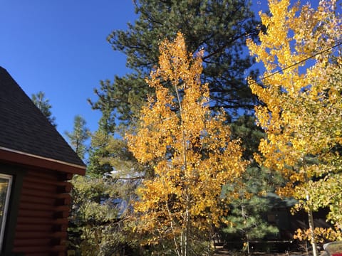 Cabin's Aspen Trees in Fall.