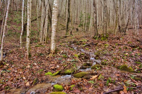 A small creek that runs steps from the cabin!