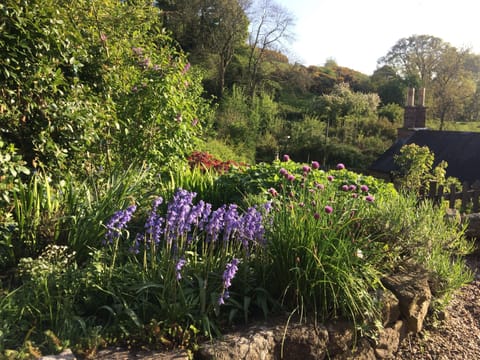 Lush garden in the summer