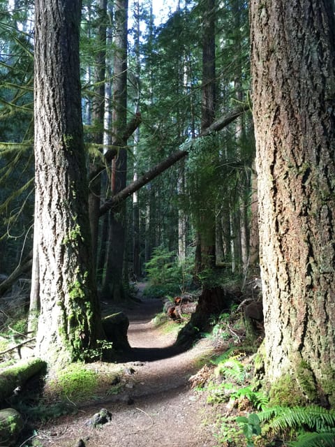 Quiet, meandering trail in nearby forest