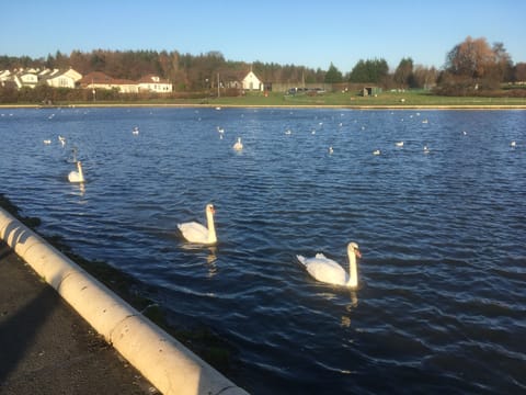Barshaw Park in Paisley. Lovely pond and walks and 5 minutes walk from apartment
