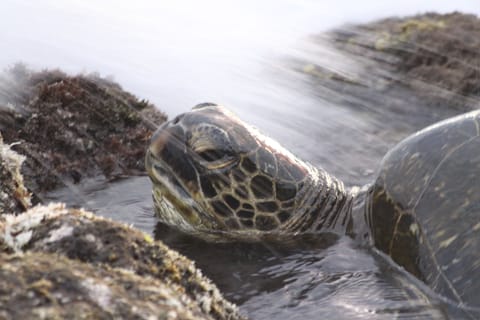 Turtles are seen almost every day at Kuhio Shores