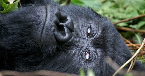 Visit World Famous Zoo de Beauval