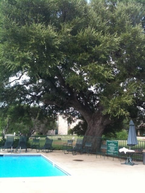 500 year old oak tree adjacent to main pool.....Majestic!