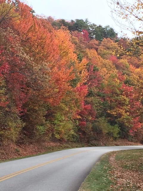 Fall color in the Blue Ridge Mountains, 4 miles from the cabin.