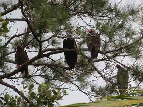 The Vultures are waiting for something