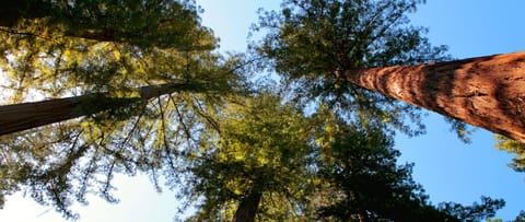 Our oldest redwood is over 1,200 year old!!!