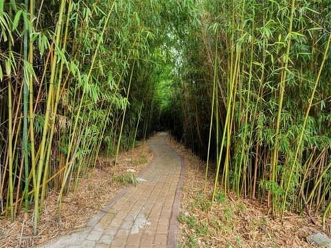 Secluded Bamboo walk path in Back Yard connects to fire pit