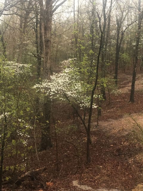 Spring time dogwood trees at the cabins