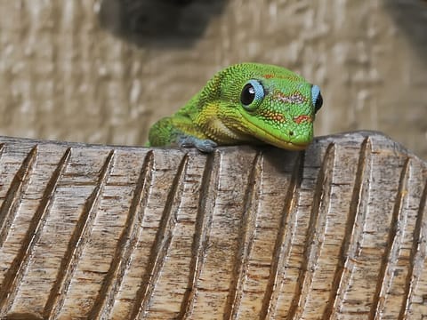 Lots of bright geckos. 