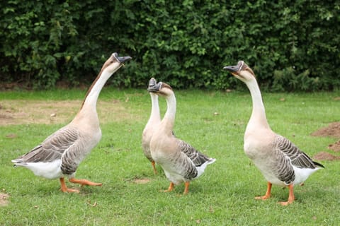 Classic House, Ensuite (Le Relais) | Exterior