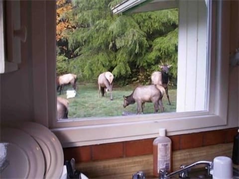  You might get lucky  but really they like to avoid people and dogs......