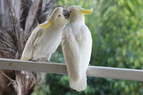 Cockatoo Cabin | Balcony view