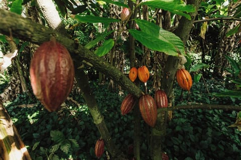 Local grown Cacao pods ... Credit: HTA / Ben Ono