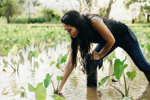 Farmer planting Kalo (taro) ... Credit: HTA / Heather Goodman