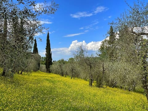 Green, Yellow, Natural Environment, Vegetation, Grassland, Plant Community, Meadow, Spring, Groundcover, Field