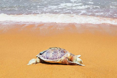 On the beach, scuba diving