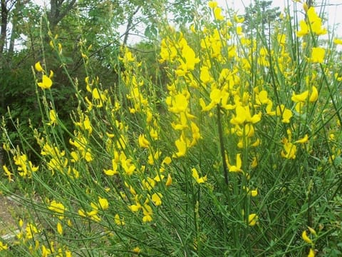 Romantic Apartment, Garden View, Ground Floor (Tralcio) | Garden view