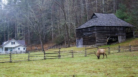 Guest Photo - Cataloochee Valley Elk
