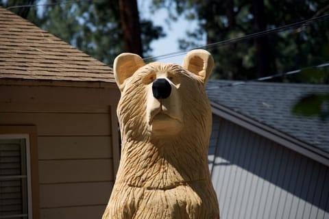 Meet Vinnie Your Resident Host