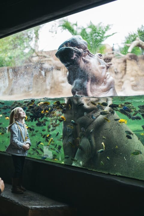 San Antonio Zoo - 3 minutes drive from apartment