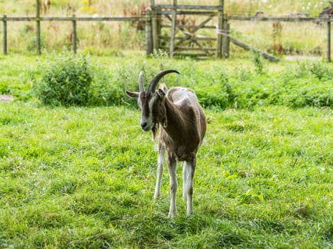 Cottage | Miscellaneous