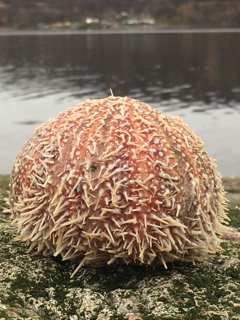 Sea urchins along the shore, often the only remains of an Otter's meal