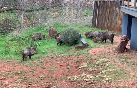 Javelina herd in front yard.