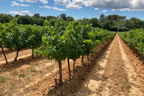 Euzet is an IGP Gard, IGP Cévennes. IGP Oc and AOC Duché d'Uzès wine village.