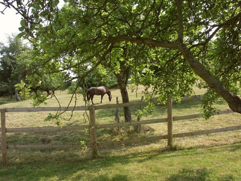 The orchard and surrounding grounds