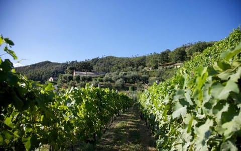 View from the vineyard