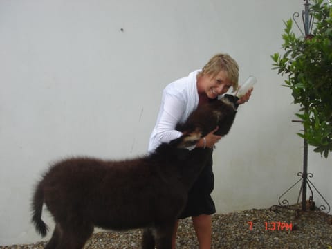 Breakfast at Ashbrook with Rosey.