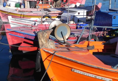 The cafe's horse having yet another large snack