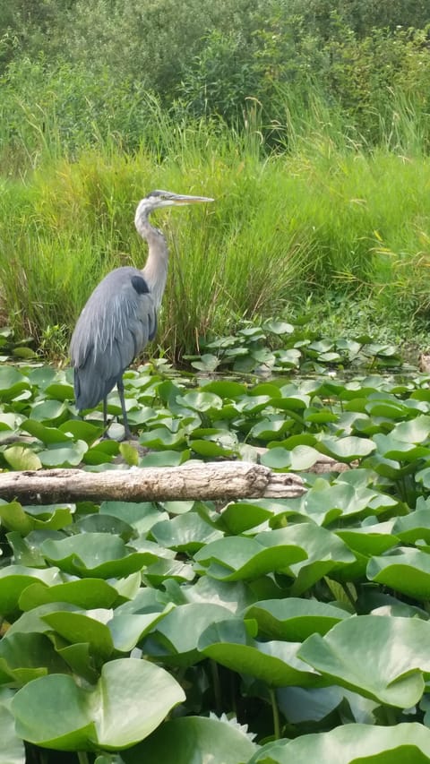Blue Heron on Lake Washington