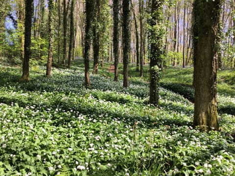 wild garlic woods