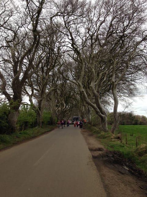 Dark hedges