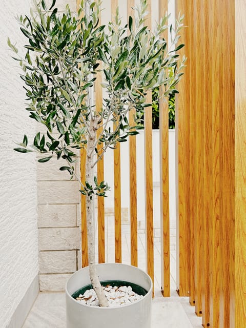 Deco olive tree on front terrace