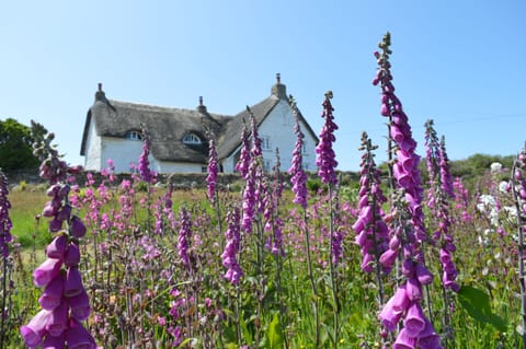 Esther's Field on a June morning with forests of foxgloves in the field
