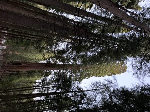 This pic was taken in Big Trees Park a short 2.5 m drive from the cabin.