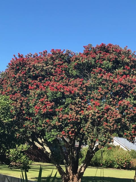 Enjoy native Pohutukawa trees in flower at Christmas