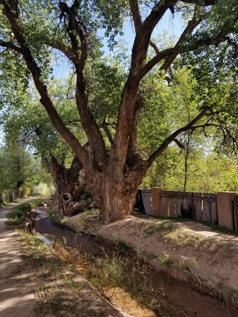 Large cottonwoods line the walking path that is close to the house