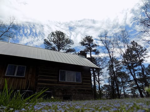 Cabin amid blue spring flowers