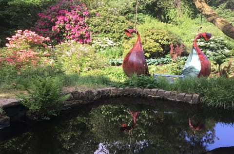 Azaleas and Rhododendrons love our acid soil