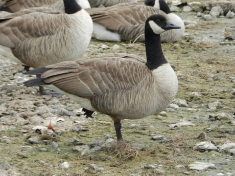 Loud honking Canadian Geese on the shoreline.