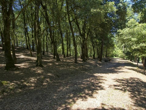 Tree, Nature, Forest, Natural Environment, Woodland, Natural Landscape, Nature Reserve, Trail, Grove, Biome