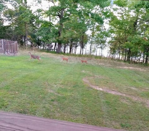 Local deer making their way through the back yard!